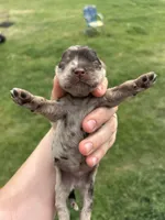 Montana, a male Cocker Spaniel for sale in Ardmore, OK – Photo 3 of 3