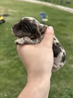 Montana, a male Cocker Spaniel for sale in Ardmore, OK – Photo 2 of 3