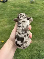 Montana, a male Cocker Spaniel for sale in Ardmore, OK – Photo 1 of 3