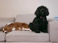 Lizzy, a female Cocker Spaniel for sale in Ardmore, OK – 2 of 2