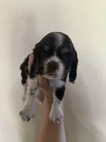 Bodee, a male Cocker Spaniel for sale in Ardmore, OK – 3 of 4
