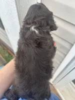 Athena, a female Cocker Spaniel for sale in Ardmore, OK – 3 of 3
