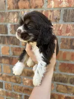 Teenie, a male Cocker Spaniel for sale in Ardmore, OK – 3 of 3