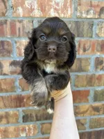 Olive, a female Cocker Spaniel for sale in Ardmore, OK – 2 of 3