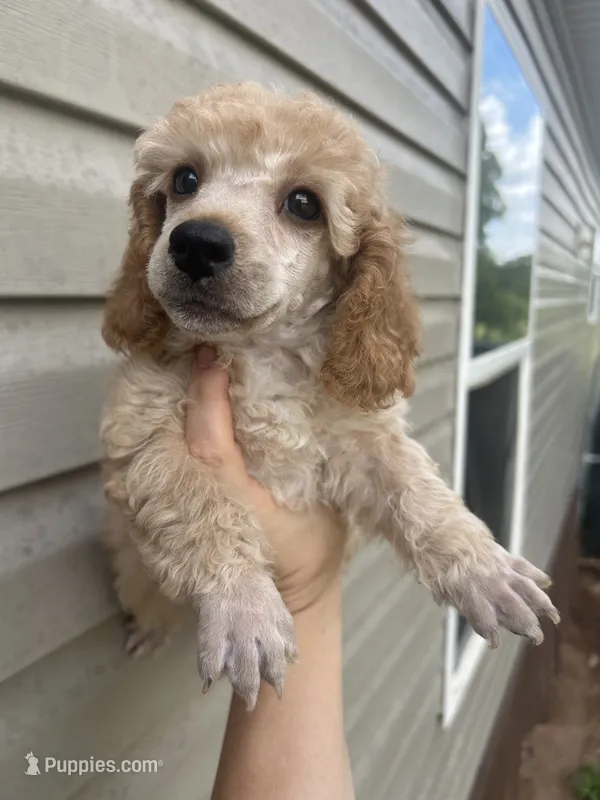 Levi – Poodle - Miniature  puppy for sale in Ardmore, OK