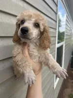 Levi, a male Poodle - Miniature  for sale in Ardmore, OK – 1 of 3