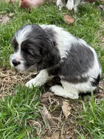 Ziggy, a male Cocker Spaniel and Cockalier for sale in Ardmore, OK – Photo 2 of 3