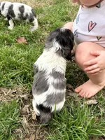 Ziggy, a male Cocker Spaniel and Cockalier for sale in Ardmore, OK – Photo 3 of 3