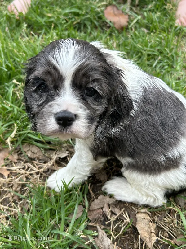 Ziggy, a male Cocker Spaniel and Cockalier for sale in Ardmore, OK – Photo 1 of 3