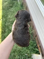 Apollo , a male Cocker Spaniel for sale in Ardmore, OK – 5 of 6