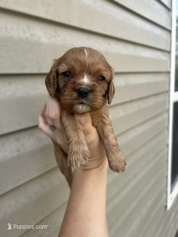Dumplin – Cavalier King Charles Spaniel puppy for sale in Ardmore, OK