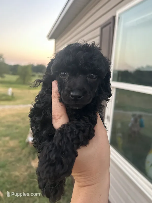 Clyde – Poodle - Miniature  puppy for sale in Ardmore, OK