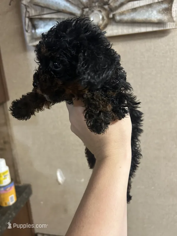 Winnie – Poodle - Miniature  puppy for sale in Ardmore, OK
