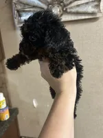 Winnie, a female Poodle - Miniature  for sale in Ardmore, OK – 1 of 2