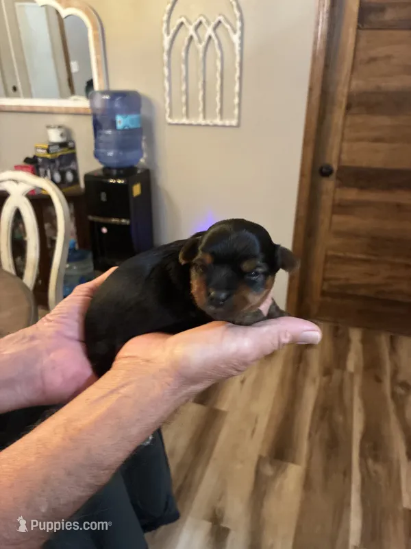 Peanut – Yorkshire Terrier puppy for sale in Ardmore, OK