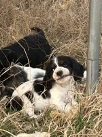 Toby, a male Cocker Spaniel and Cockalier for sale in Ardmore, OK – Photo 3 of 4