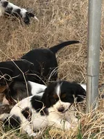 Toby, a male Cocker Spaniel and Cockalier for sale in Ardmore, OK – Photo 2 of 4