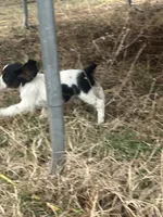 Toby, a male Cocker Spaniel and Cockalier for sale in Ardmore, OK – Photo 1 of 4