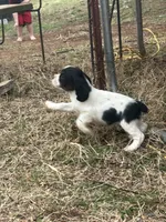 Toby, a male Cocker Spaniel and Cockalier for sale in Ardmore, OK – Photo 4 of 4