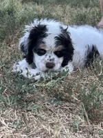 Thor, a male Cocker Spaniel for sale in Ardmore, OK – 6 of 7