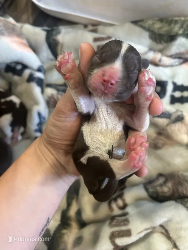 Koby – Cocker Spaniel puppy for sale in Ardmore, OK