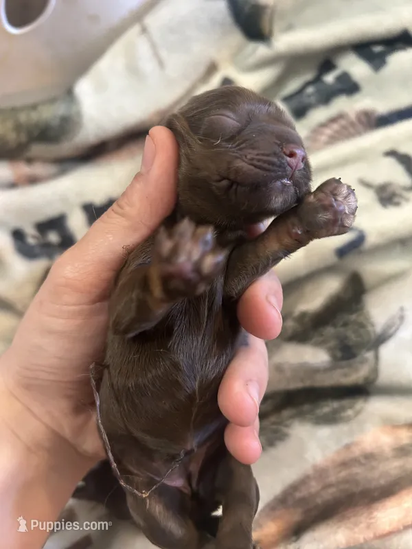 Lottie – Cocker Spaniel puppy for sale in Ardmore, OK