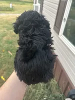 Clyde, a male Poodle - Miniature  for sale in Ardmore, OK – 3 of 3