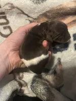 Frost, a male Cocker Spaniel for sale in Ardmore, OK – 1 of 2