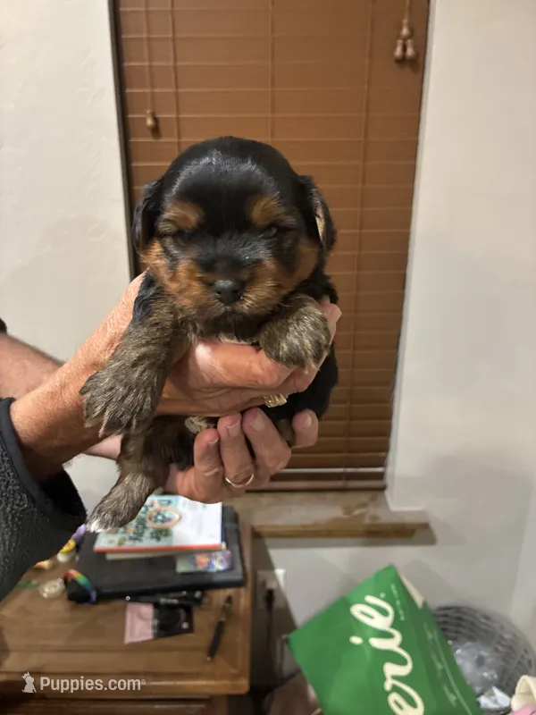 Peanut – Yorkshire Terrier puppy for sale in Ardmore, OK