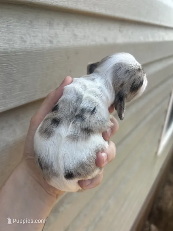 Honey – Cocker Spaniel puppy for sale in Ardmore, OK