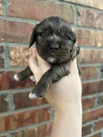 Honey, a female Cocker Spaniel for sale in Ardmore, OK – Photo 3 of 5