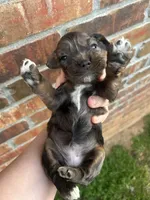 Honey, a female Cocker Spaniel for sale in Ardmore, OK – Photo 4 of 5