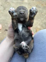 Olive , a female Cocker Spaniel for sale in Ardmore, OK – Photo 3 of 6