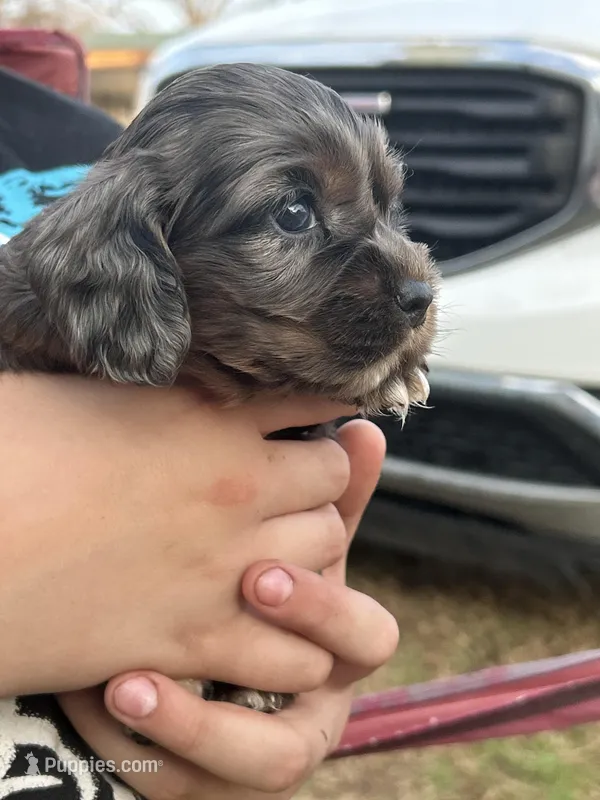 Honey – Cocker Spaniel puppy for sale in Ardmore, OK