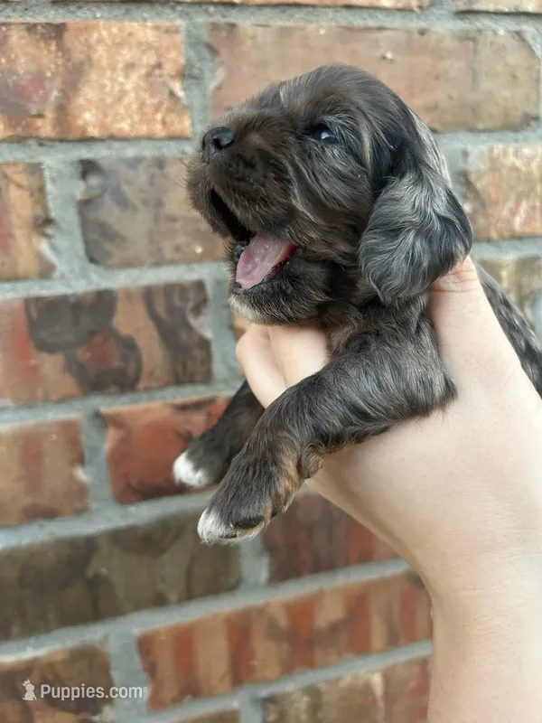 Honey, a female Cocker Spaniel for sale in Ardmore, OK – Photo 1 of 5