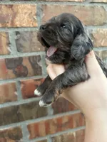 Honey, a female Cocker Spaniel for sale in Ardmore, OK – Photo 1 of 5