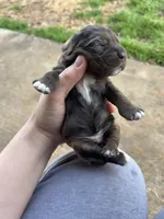 Olive , a female Cocker Spaniel for sale in Ardmore, OK – Photo 6 of 6