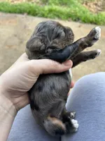 Olive , a female Cocker Spaniel for sale in Ardmore, OK – Photo 1 of 6