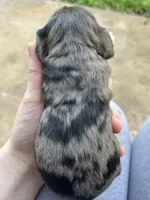 Olive , a female Cocker Spaniel for sale in Ardmore, OK – Photo 5 of 6