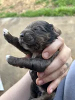 Olive , a female Cocker Spaniel for sale in Ardmore, OK – Photo 2 of 6