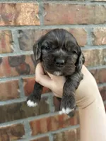 Honey, a female Cocker Spaniel for sale in Ardmore, OK – Photo 2 of 5
