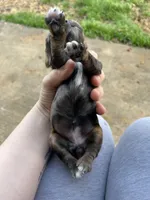 Olive , a female Cocker Spaniel for sale in Ardmore, OK – Photo 4 of 6
