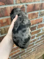 Honey, a female Cocker Spaniel for sale in Ardmore, OK – Photo 5 of 5