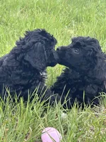 Fin, a male Poodle - Miniature  for sale in Ardmore, OK – Photo 2 of 2