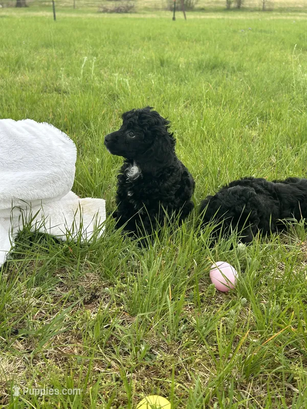 Fin – Poodle - Miniature  puppy for sale in Ardmore, OK