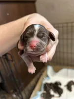Bear, a male Cocker Spaniel for sale in Ardmore, OK – Photo 2 of 3