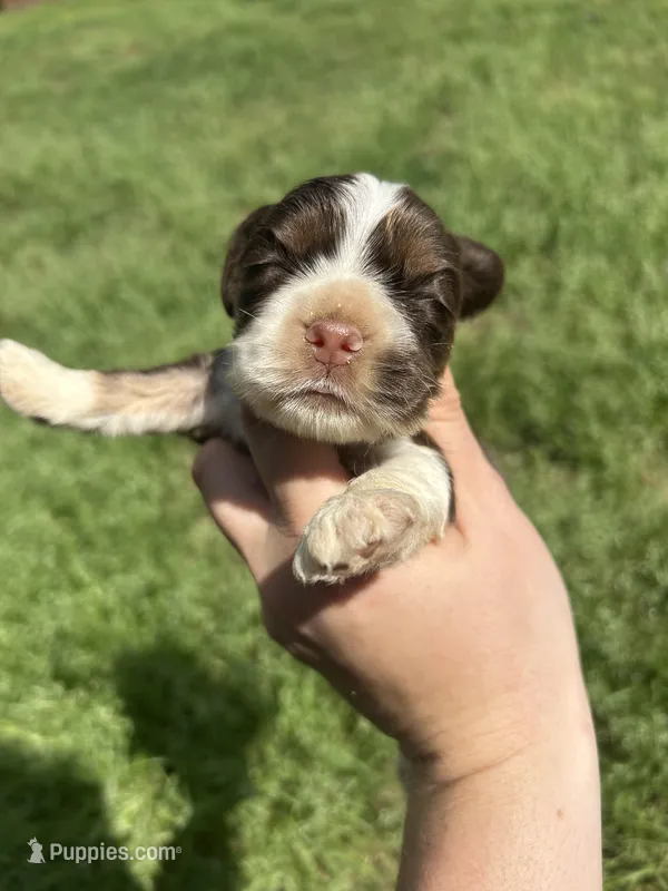 Bear – Cocker Spaniel puppy for sale in Ardmore, OK