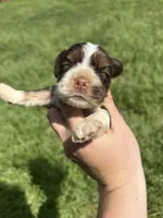 Bear, a male Cocker Spaniel for sale in Ardmore, OK – Photo 1 of 3