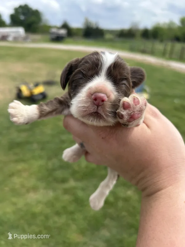 Bear – Cocker Spaniel puppy for sale in Ardmore, OK