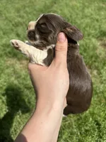Bear, a male Cocker Spaniel for sale in Ardmore, OK – Photo 2 of 3